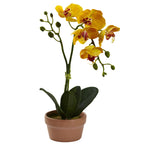 13" Phalaenopsis w/Clay Vase (Set of 4)