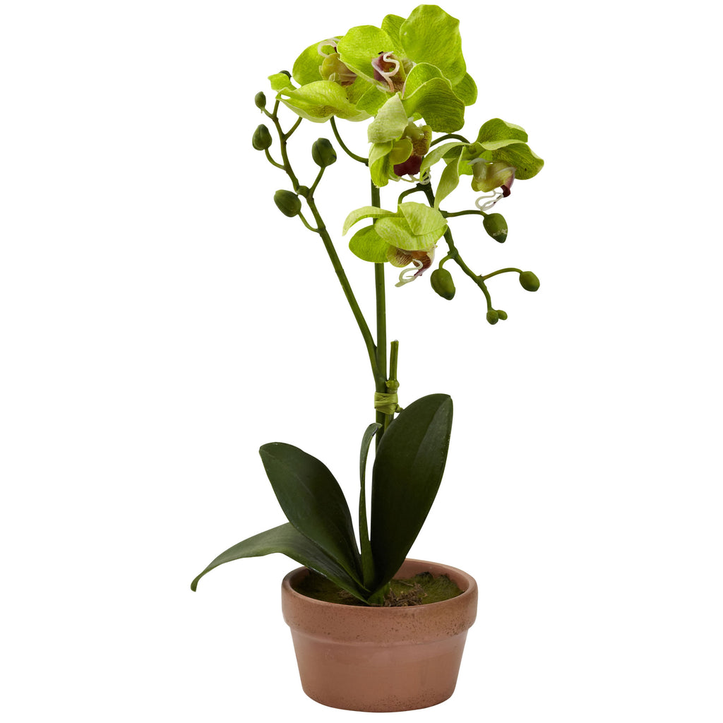13" Phalaenopsis w/Clay Vase (Set of 4)