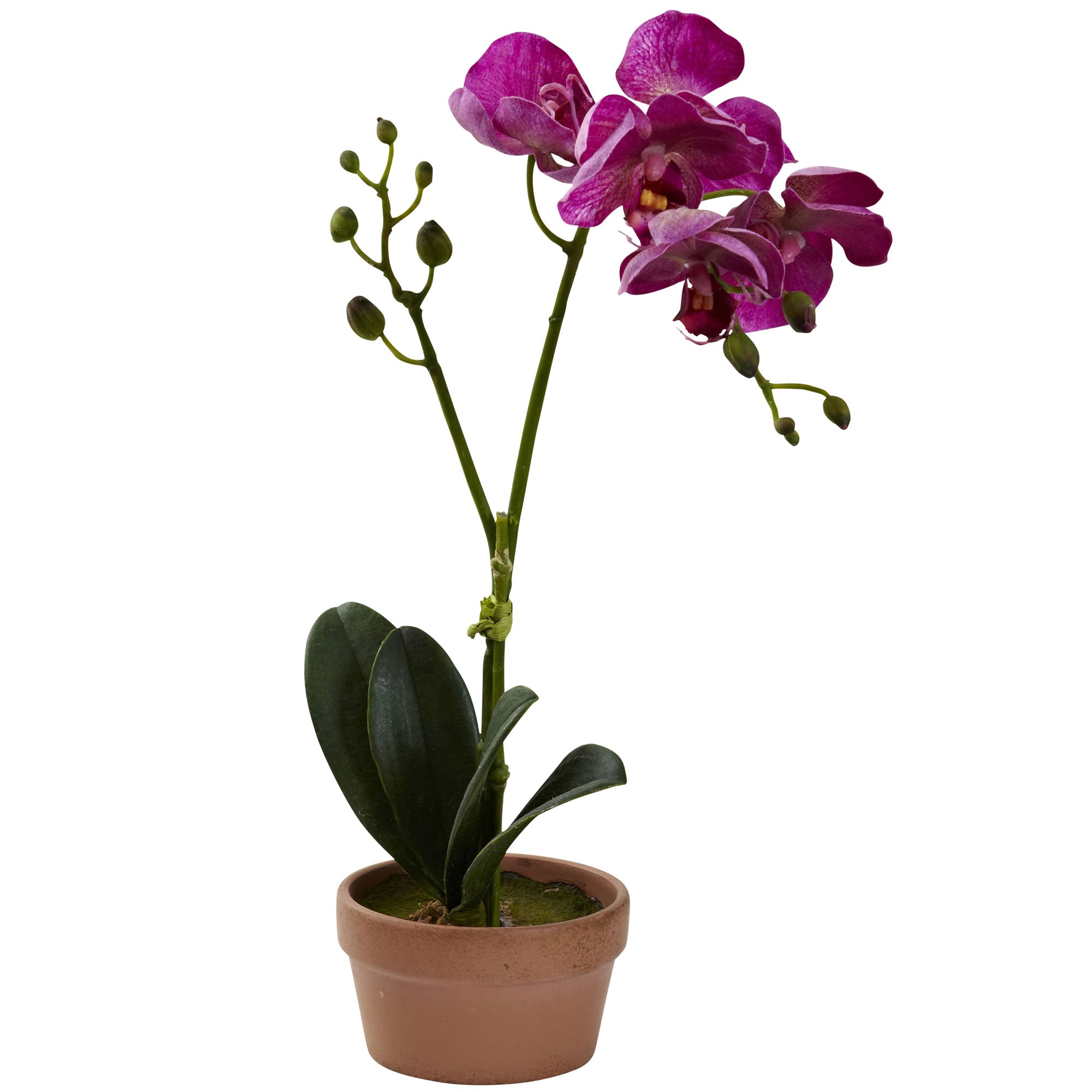 13" Phalaenopsis w/Clay Vase (Set of 4)