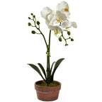 13" Phalaenopsis w/Clay Vase (Set of 4)