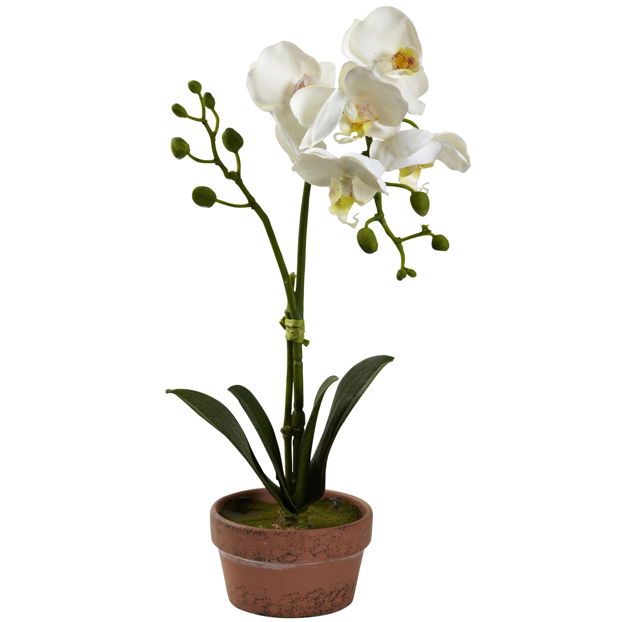 13" Phalaenopsis w/Clay Vase (Set of 4)