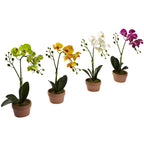 13" Phalaenopsis w/Clay Vase (Set of 4)