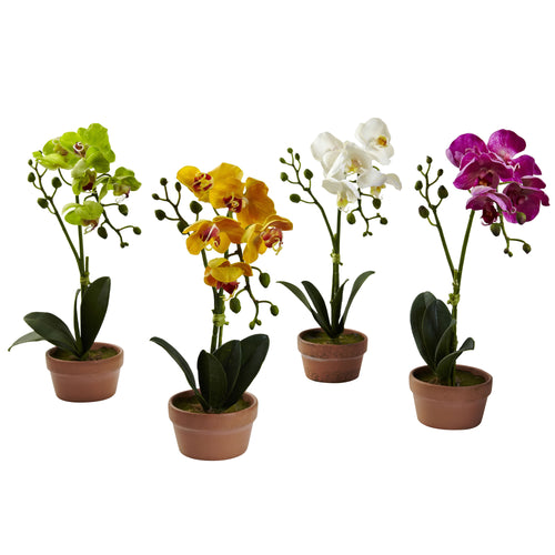 13" Phalaenopsis w/Clay Vase (Set of 4)