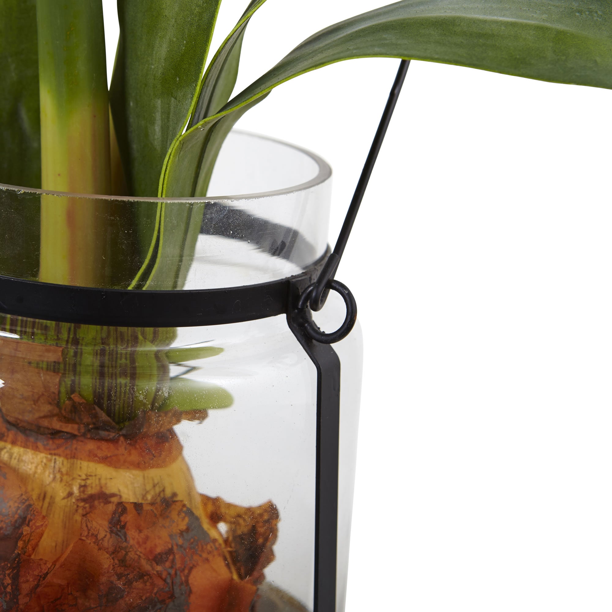 24" Amaryllis w/Vase