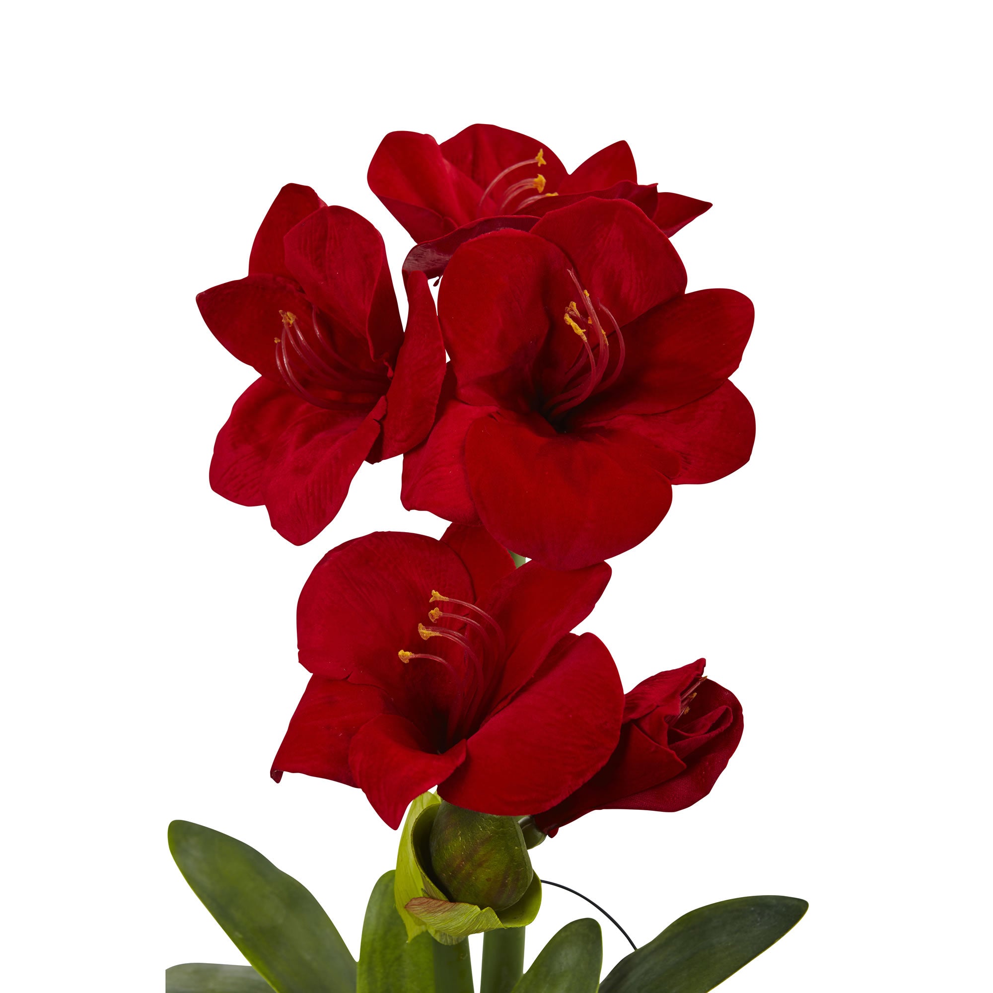 24" Amaryllis w/Vase