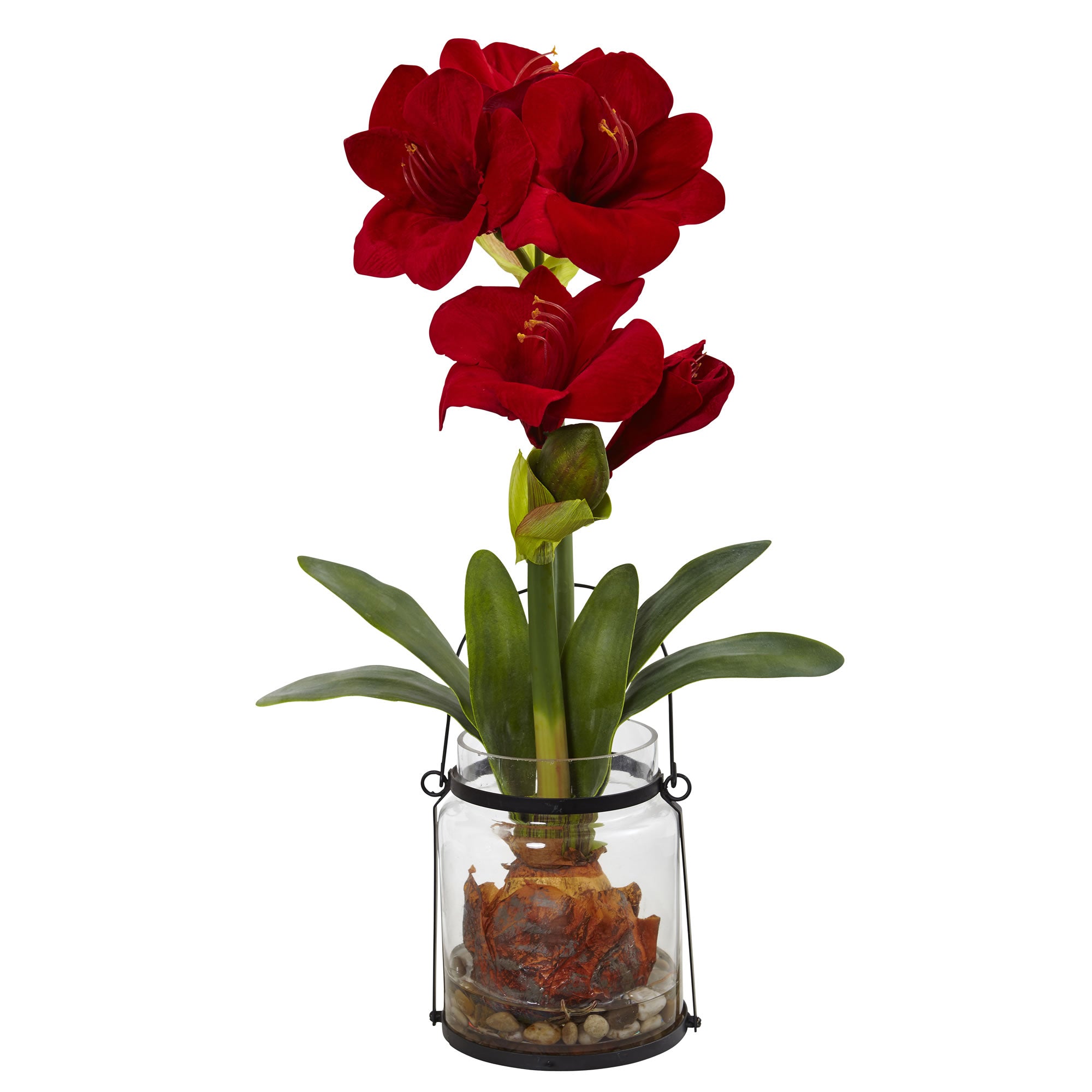 24" Amaryllis w/Vase
