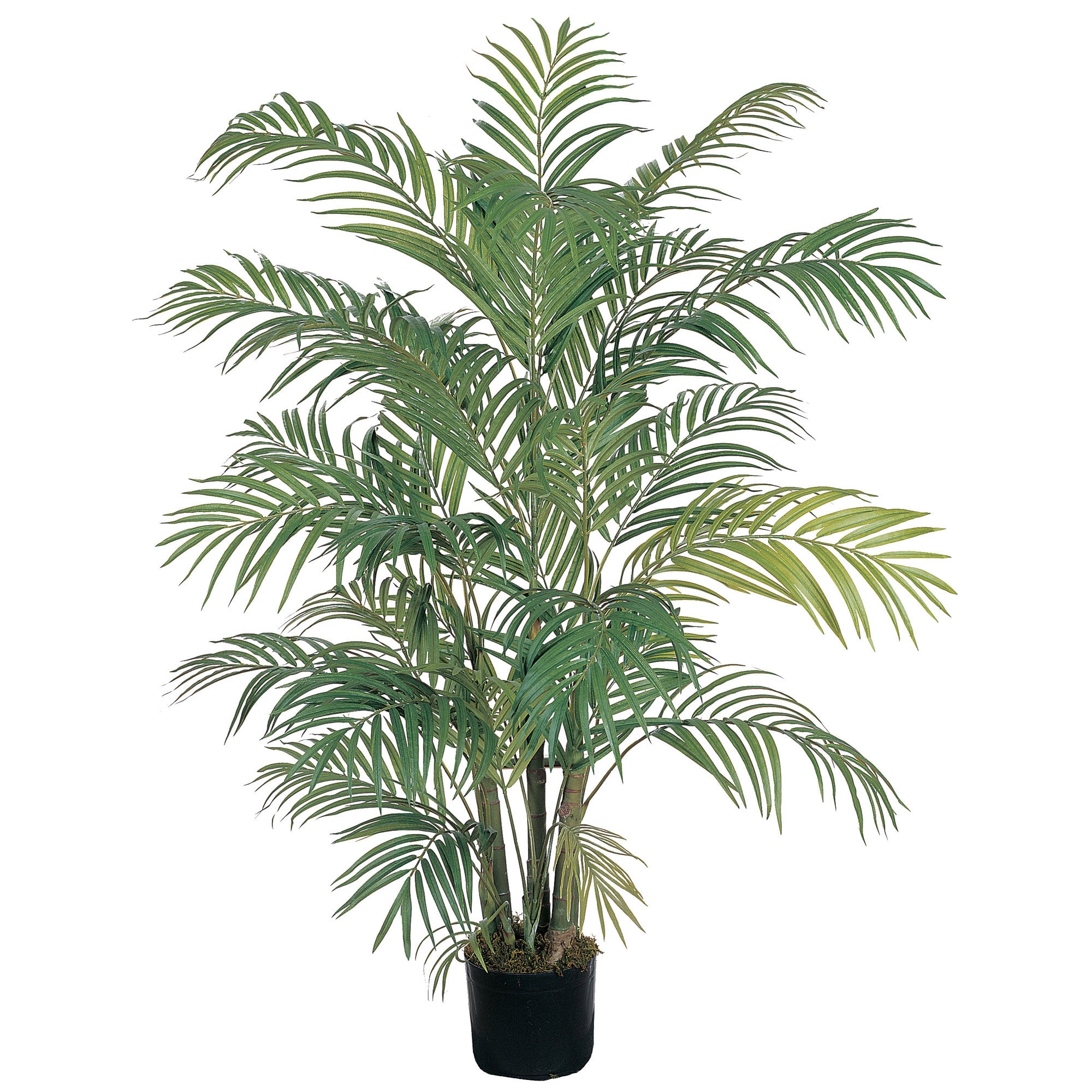4' Areca Palm x 7 w/736 Lvs