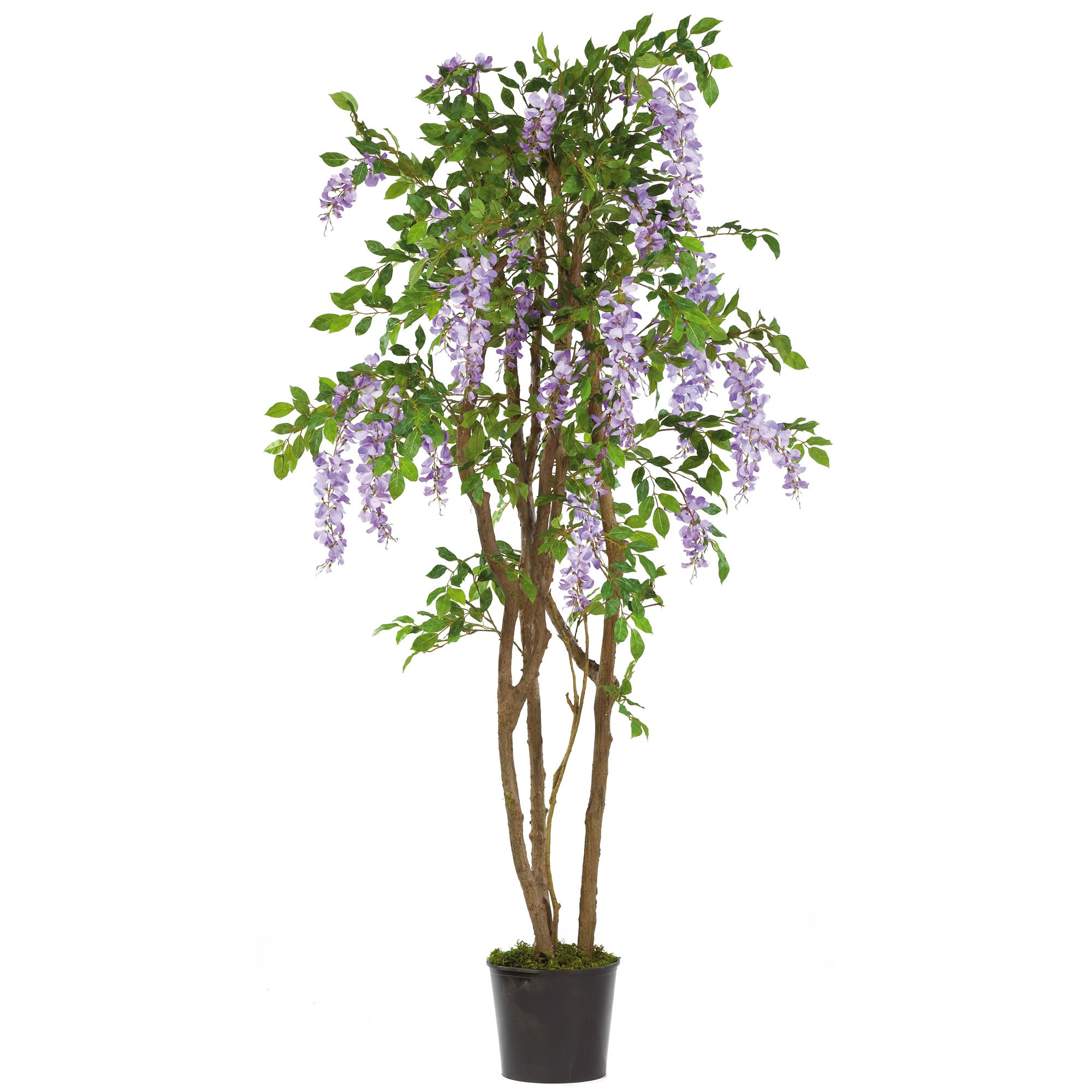 5' Wisteria Tree w/1354 Lvs & 26 Cluster Flrs Purple