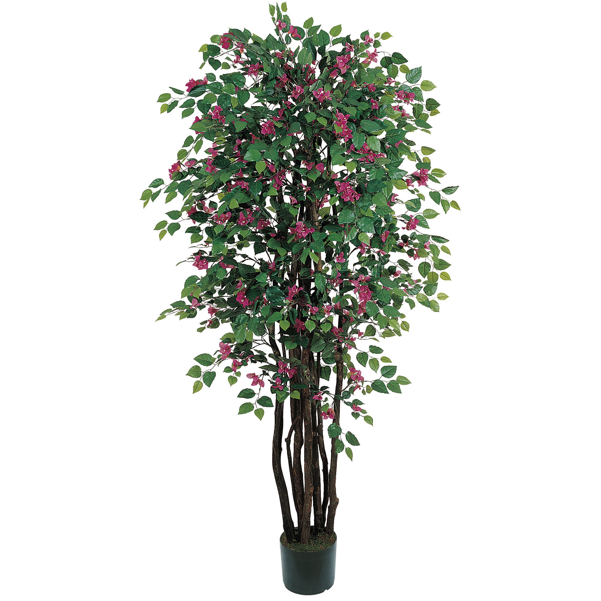 6' Bougainvillea Tree w/1802 Lvs & 484 Flrs