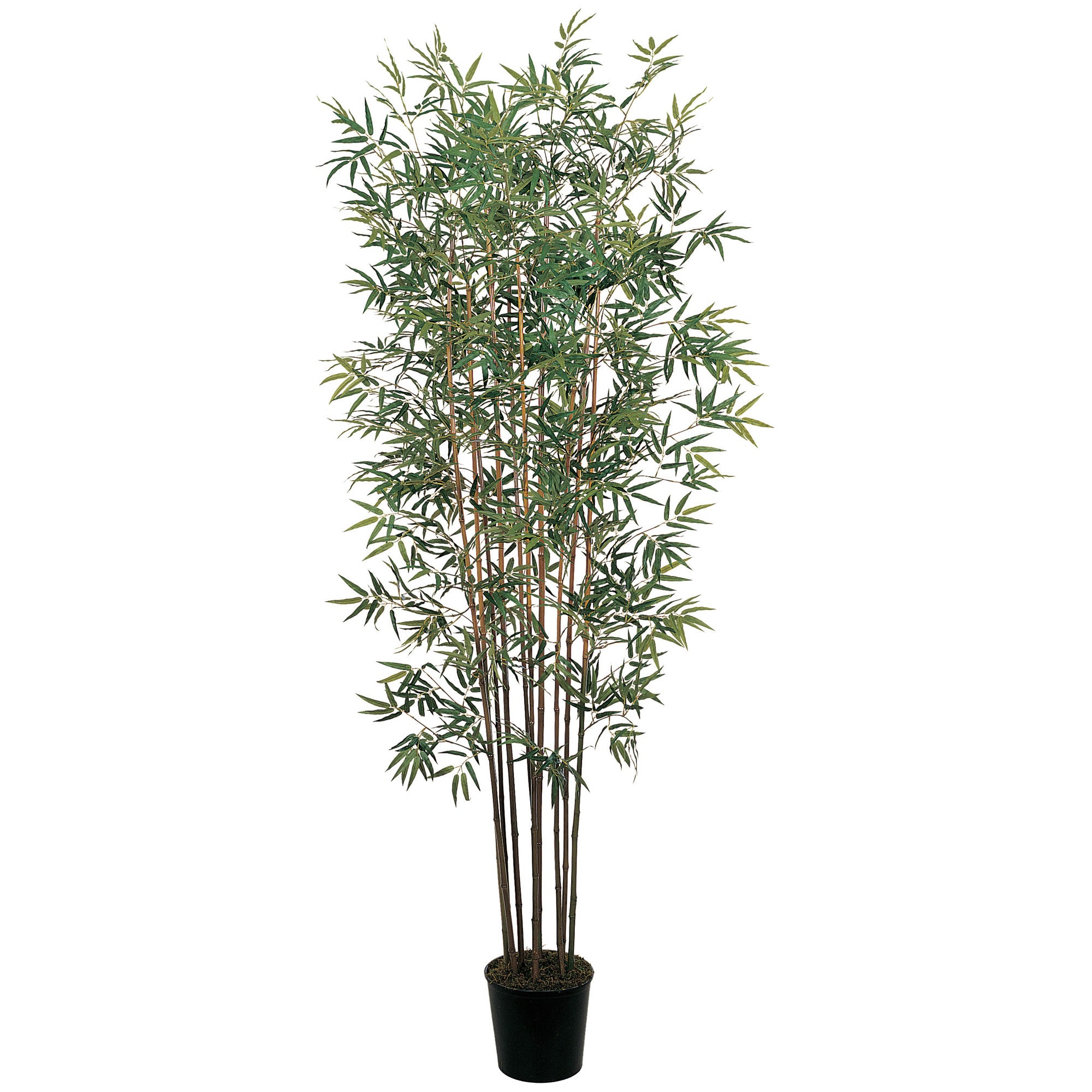 6'  Mini Bamboo Tree x 10 w/2520 Lvs