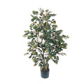 4' Ficus Tree w/950 Lvs