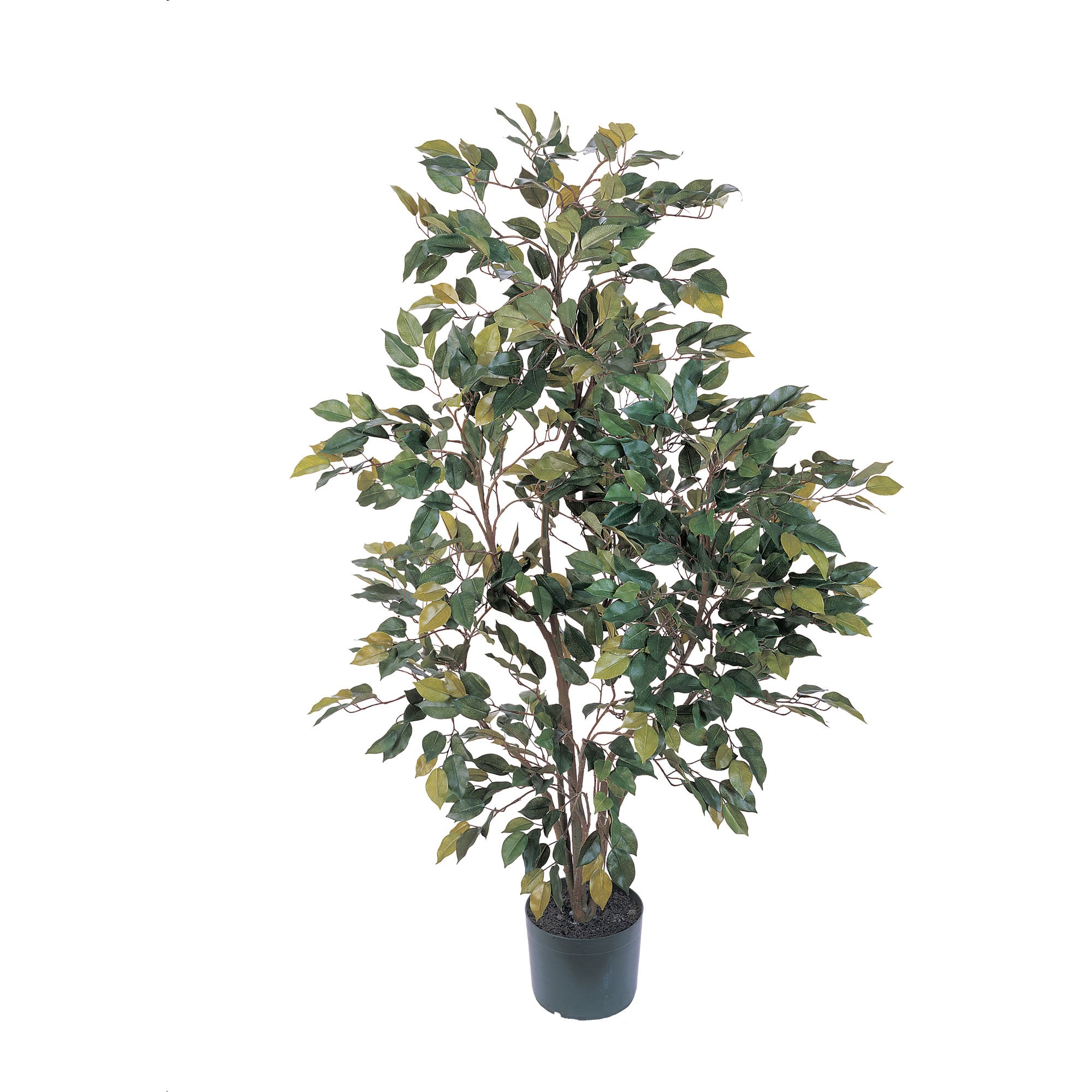 4' Ficus Tree w/950 Lvs