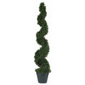 4' Cedar Spiral Tree w/1130 Lvs