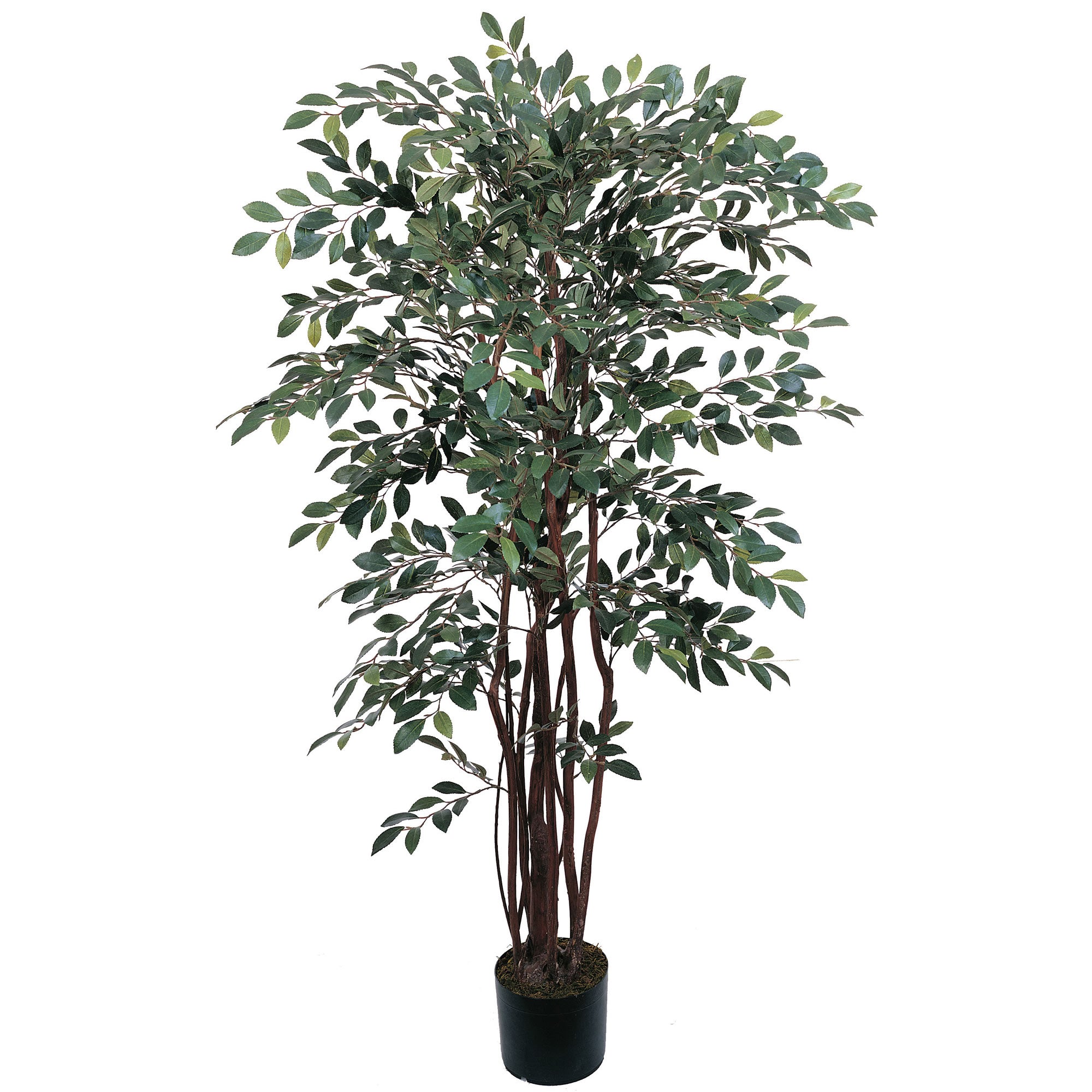 4' Ruscus Tree w/1461 Lvs