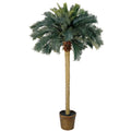 6' Sago Palm Tree w/50 Lvs