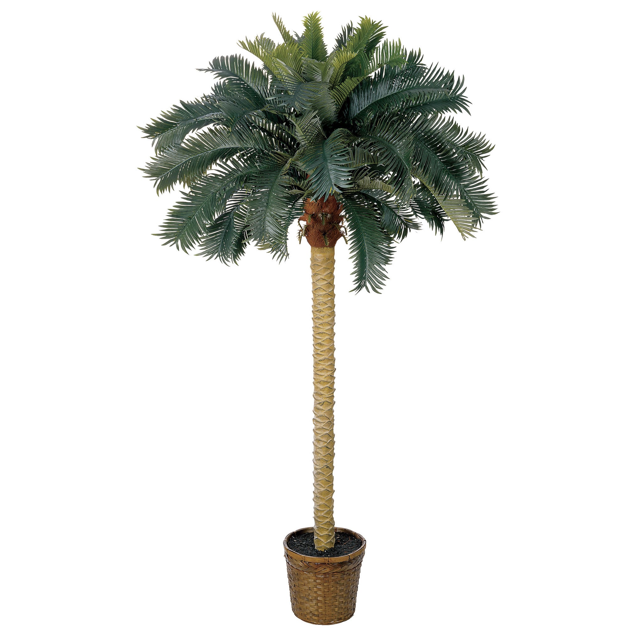 6' Sago Palm Tree w/50 Lvs