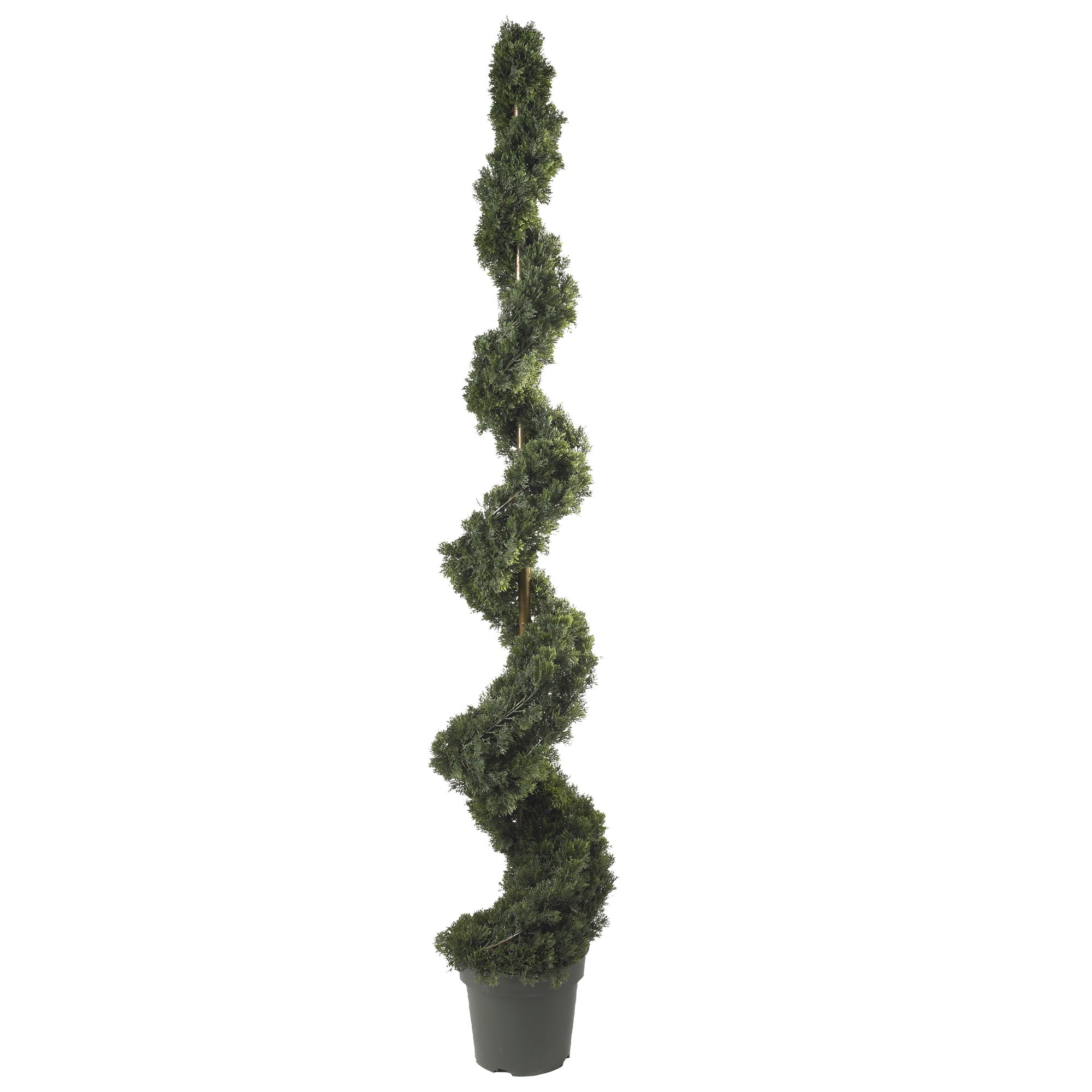 6' Cedar Spiral Tree w/1808 Lvs