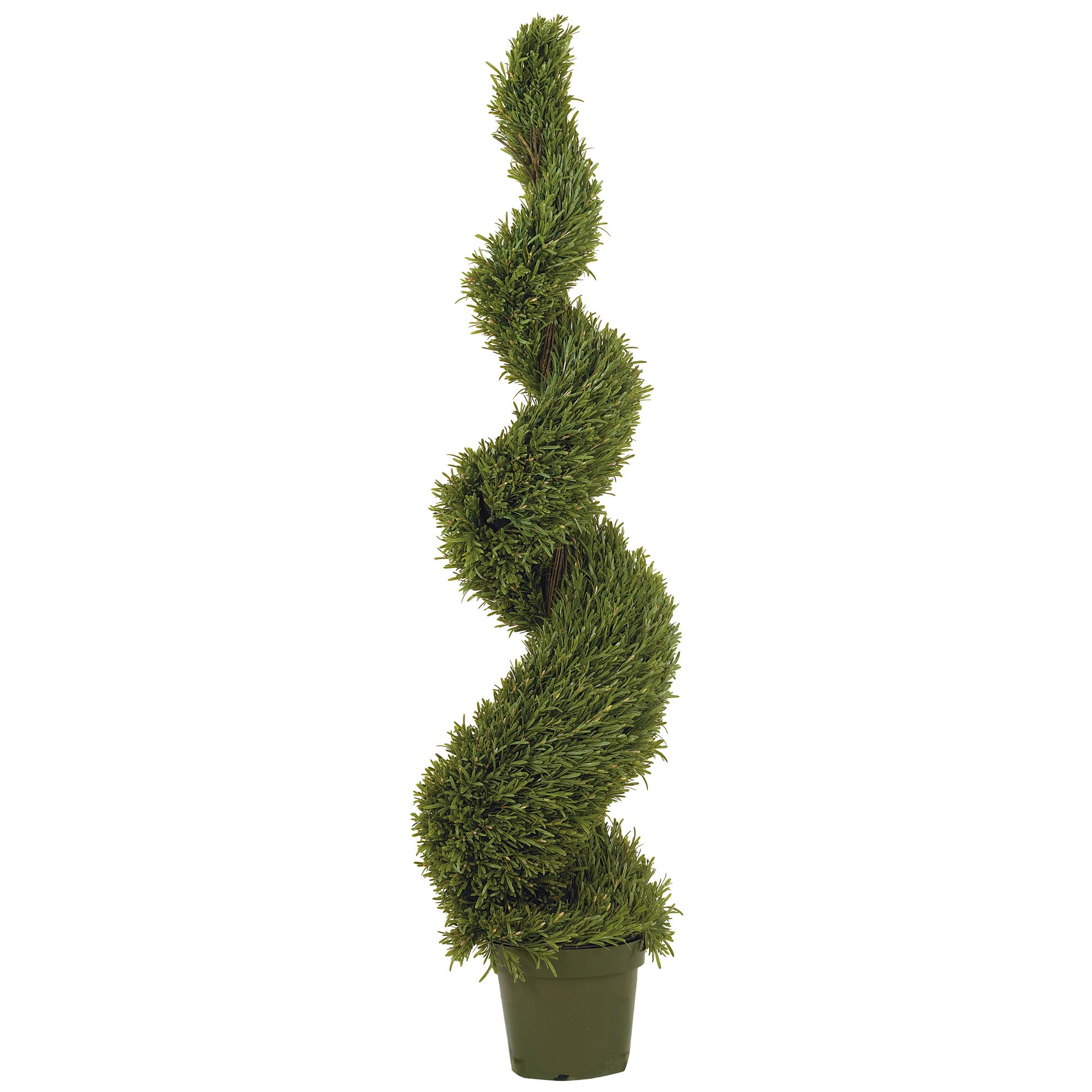 5' Rosemary Spiral Tree w/2184 Lvs