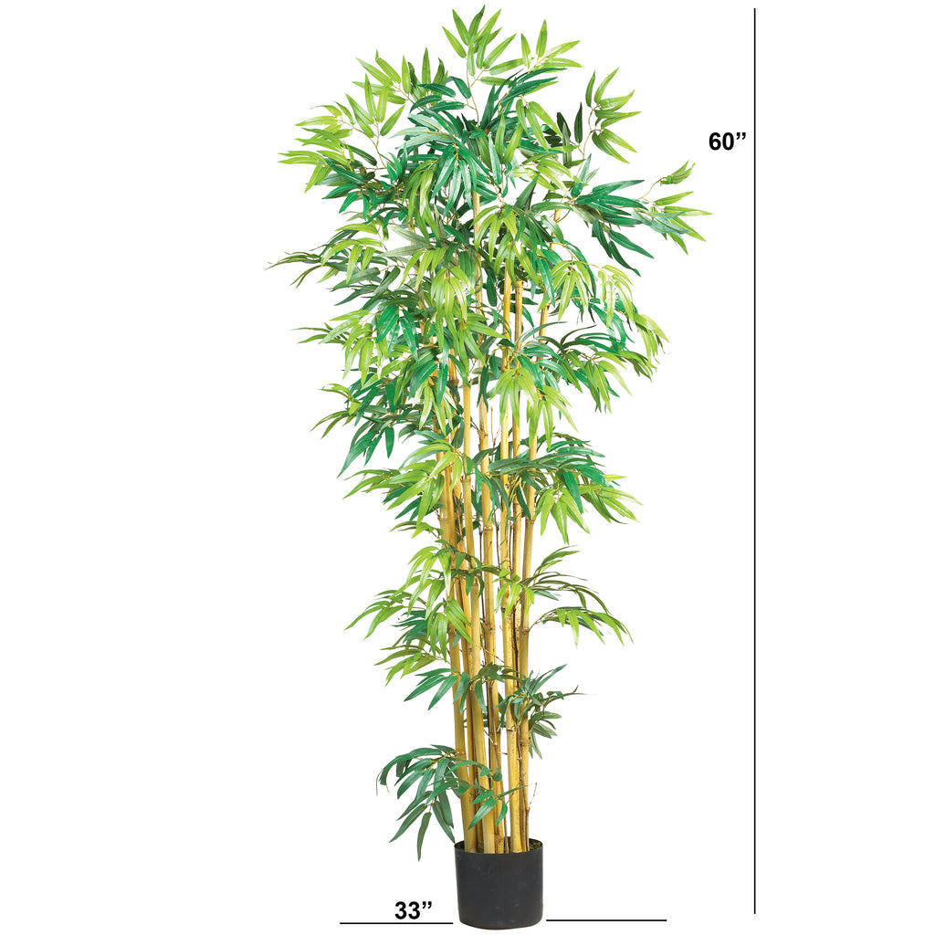 5' Multi Bambusa Bamboo Tree w/1200 Lvs