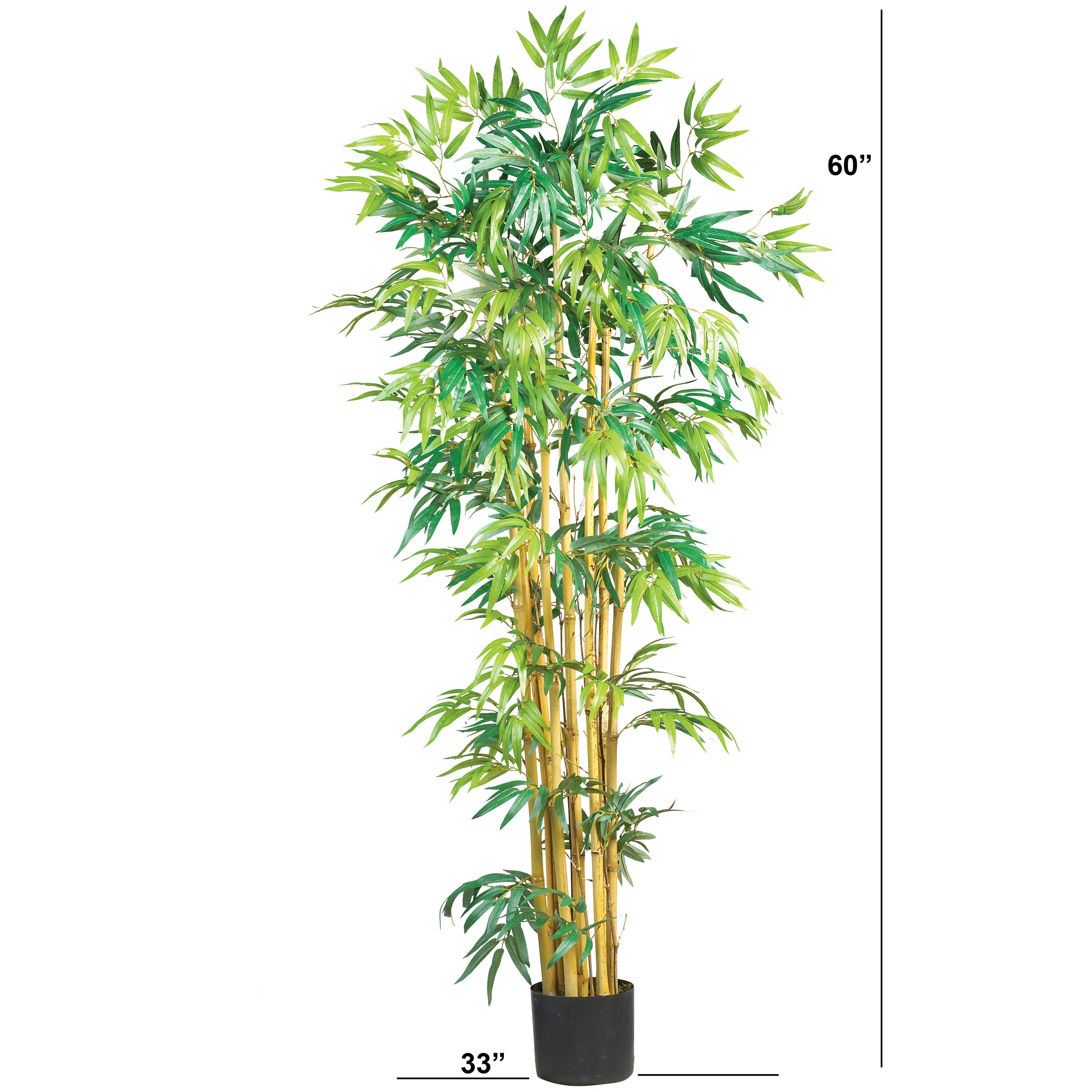 5' Multi Bambusa Bamboo Tree w/1200 Lvs