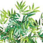 5' Multi Bambusa Bamboo Tree w/1200 Lvs