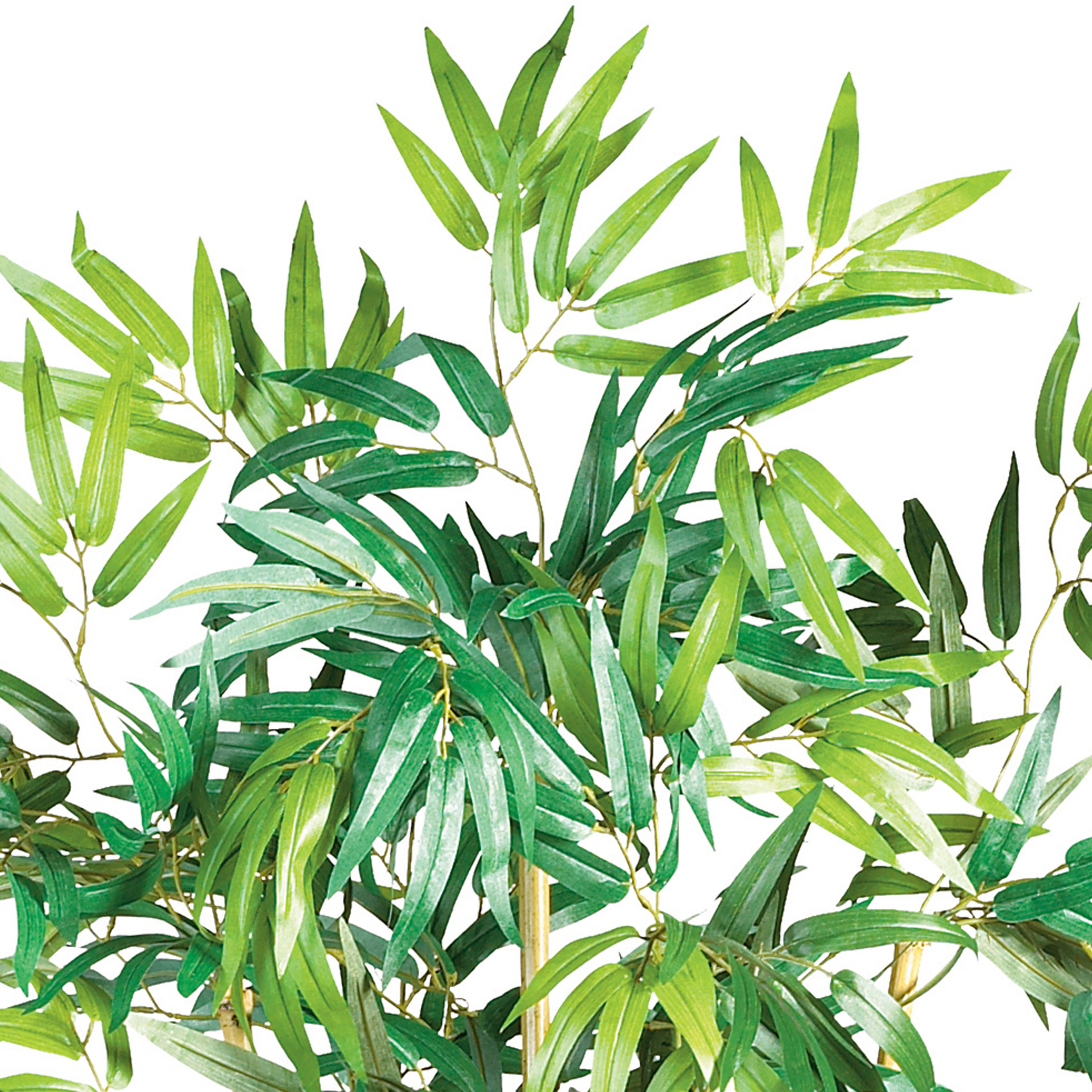 5' Multi Bambusa Bamboo Tree w/1200 Lvs