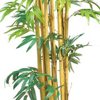 5' Multi Bambusa Bamboo Tree w/1200 Lvs