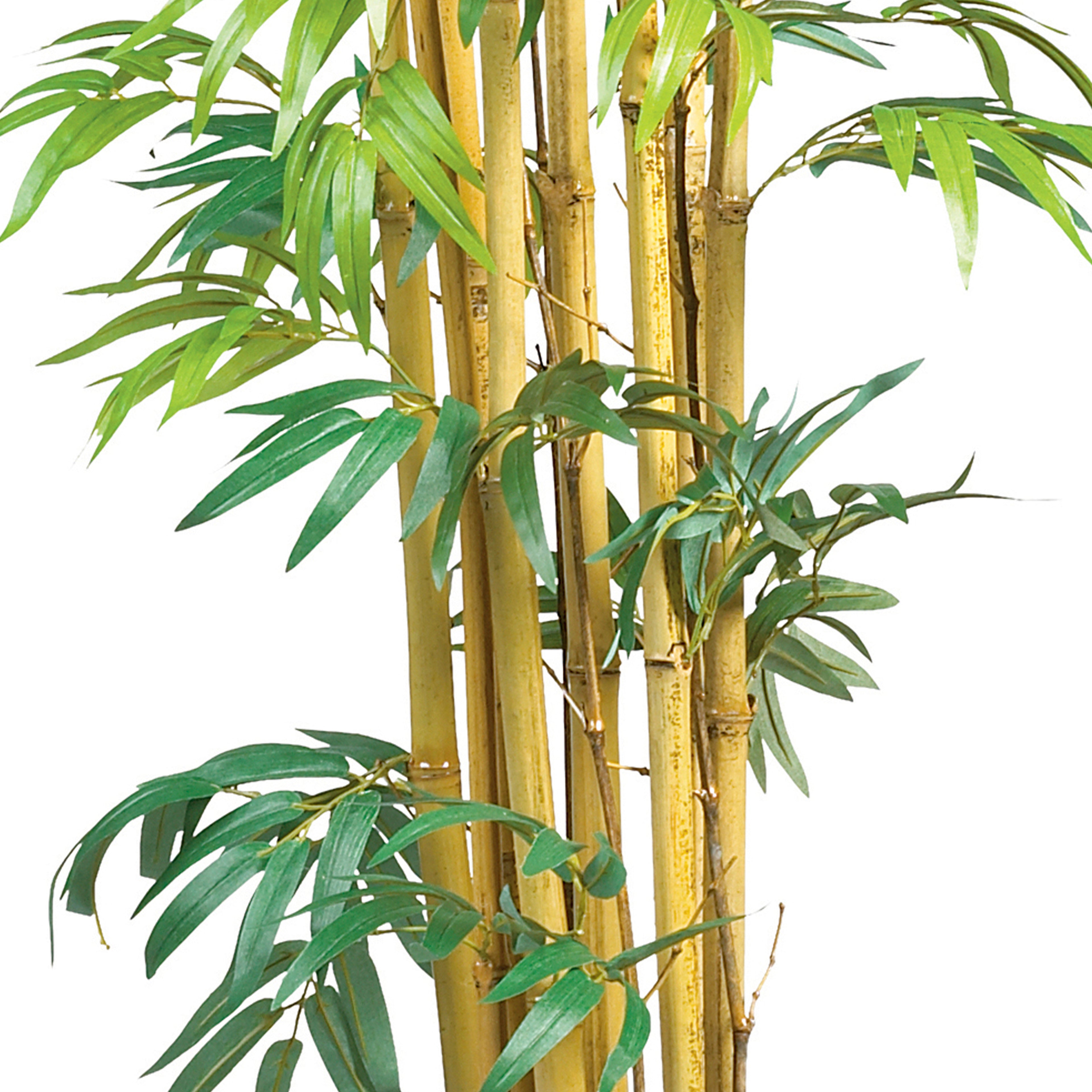 5' Multi Bambusa Bamboo Tree w/1200 Lvs