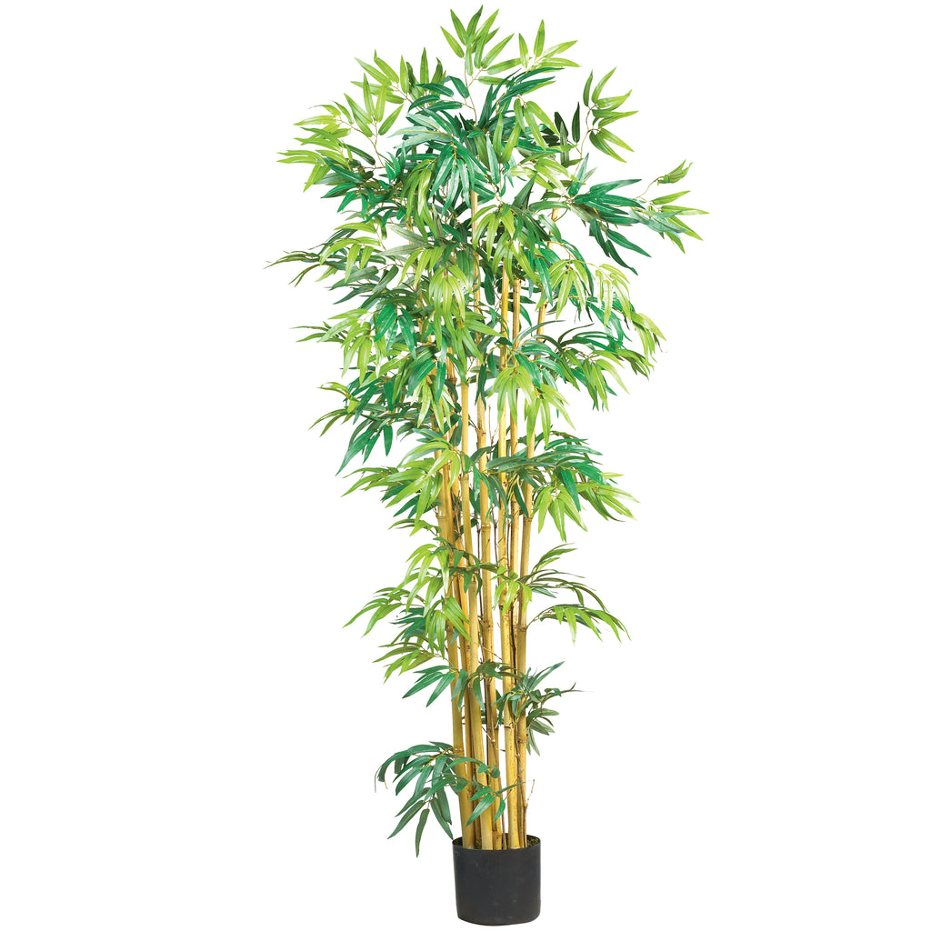 5' Multi Bambusa Bamboo Tree w/1200 Lvs