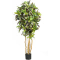 5' Croton Tree w/300 Lvs