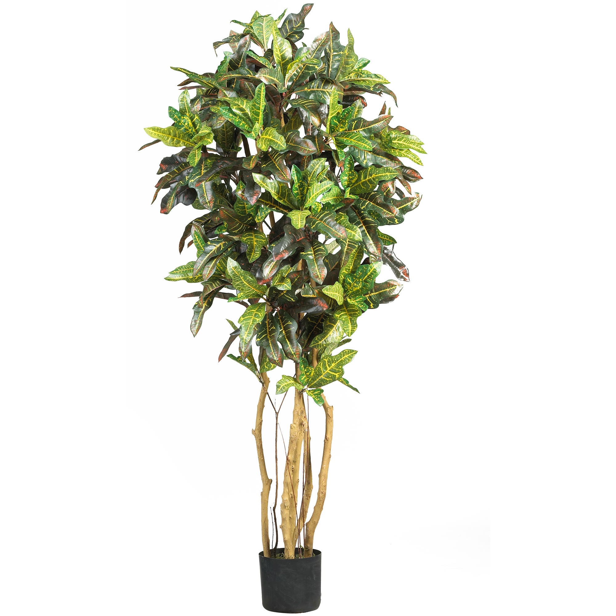 5' Croton Tree w/300 Lvs