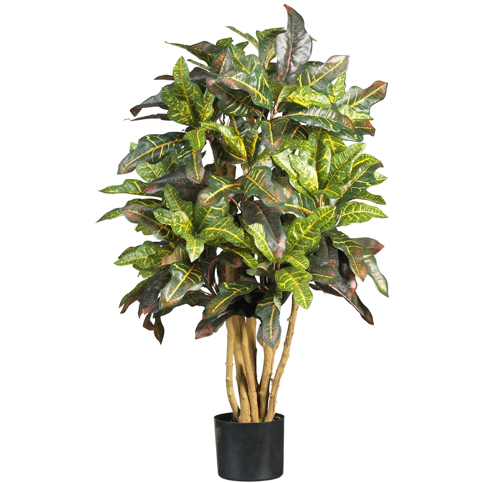 3' Croton Tree w/180 Lvs