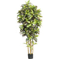 6' Croton Tree w/510 Lvs