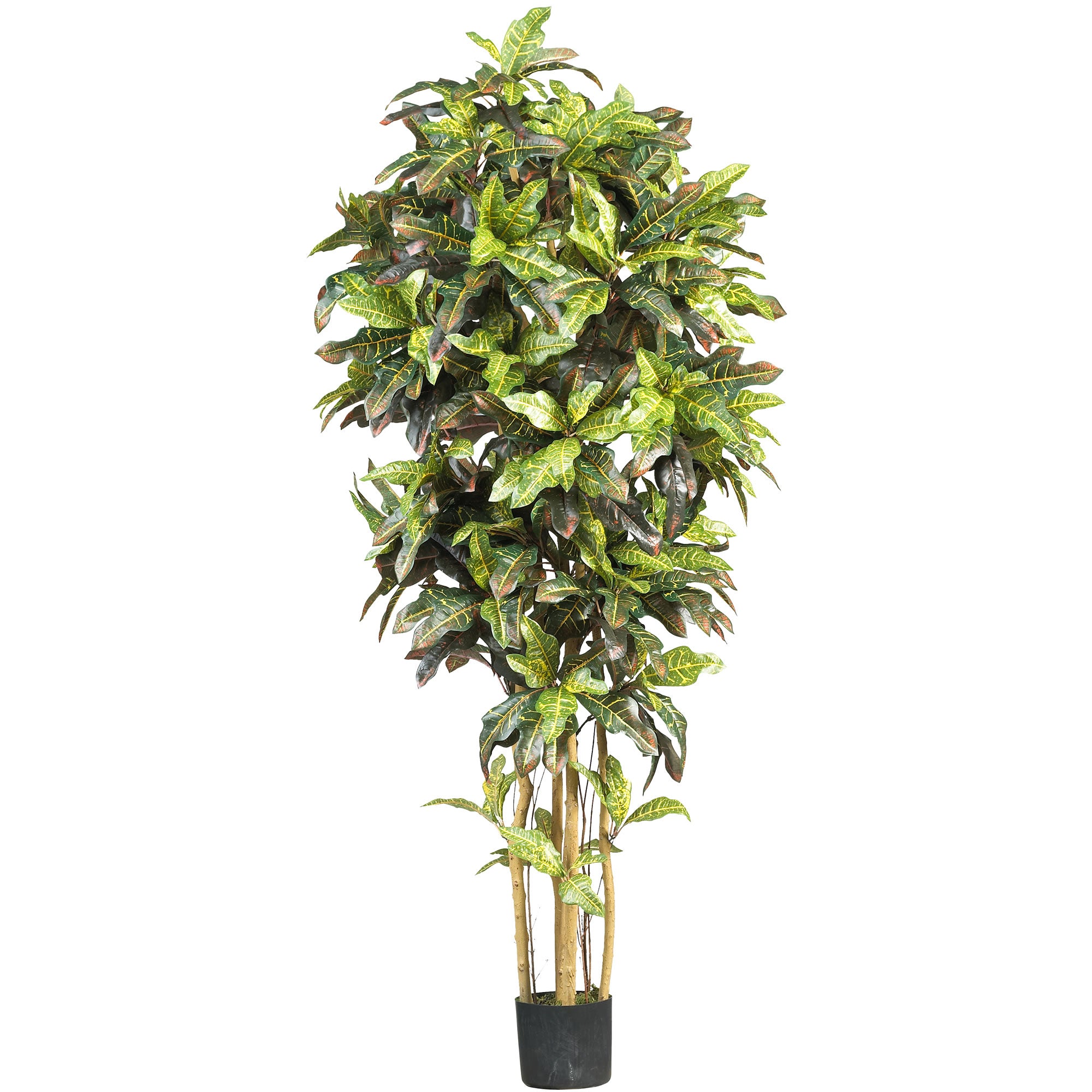 6' Croton Tree w/510 Lvs