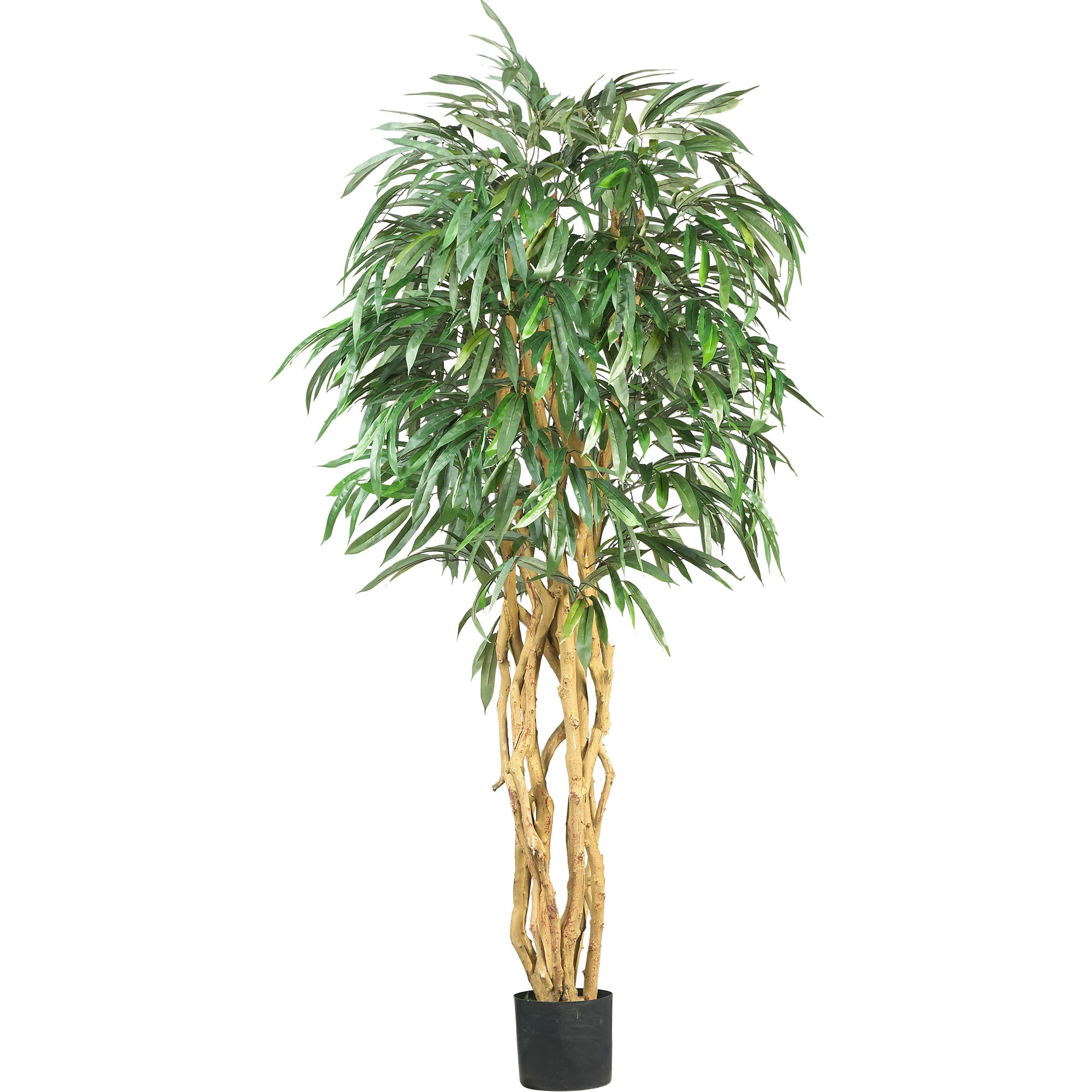 6' Weeping Ficus Tree w/1008 Lvs