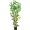6' Multi Bambusa Bamboo Tree w/1700 Lvs