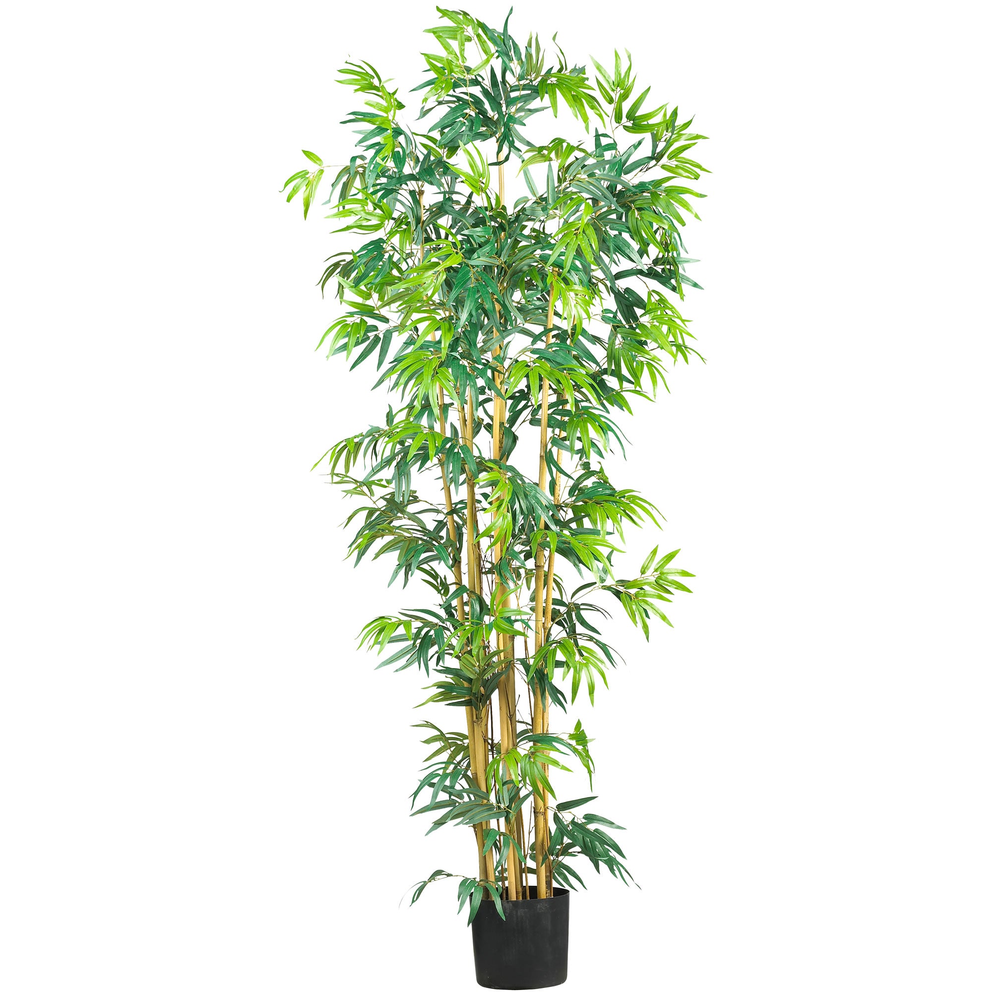 6' Multi Bambusa Bamboo Tree w/1700 Lvs