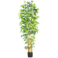7' Multi Bambusa Bamboo Tree w/2275 Lvs