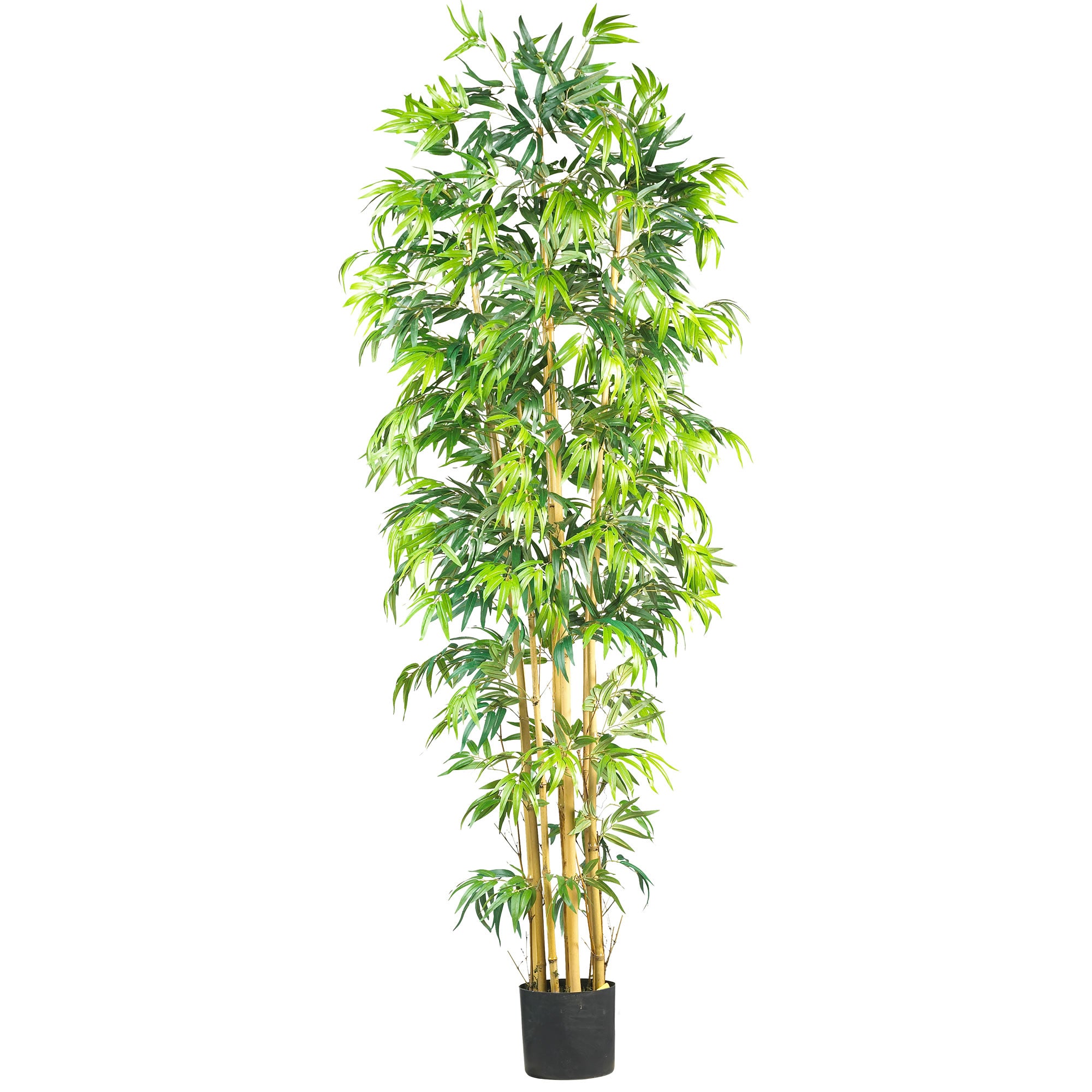 7' Multi Bambusa Bamboo Tree w/2275 Lvs