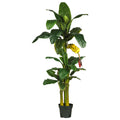 6' Triple Stalk Banana Tree
