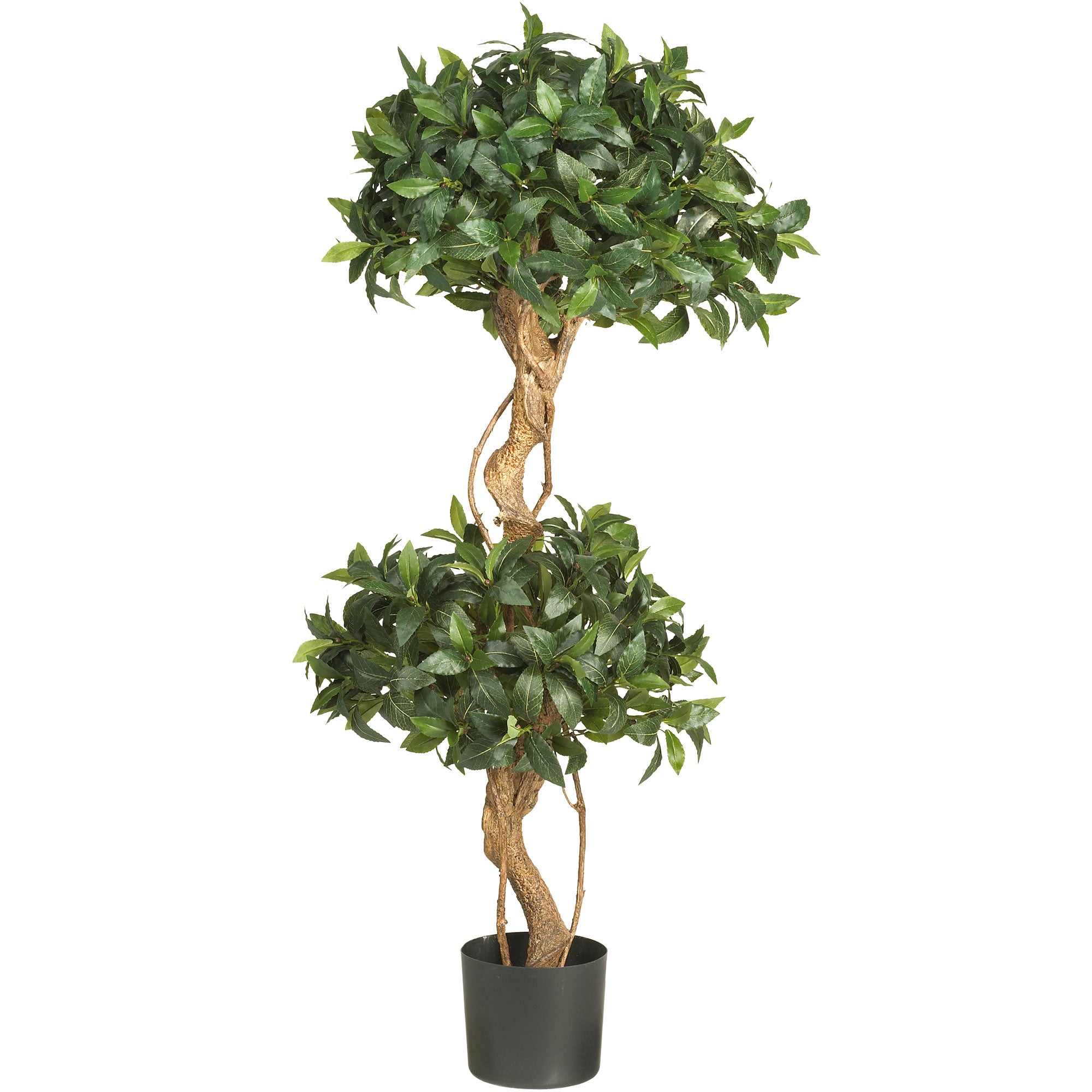 4' Sweet Bay Double Ball Topiary Tree w/1036 Lvs
