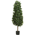 5' Sweet Bay Pyramid Tree w/1628 Lvs