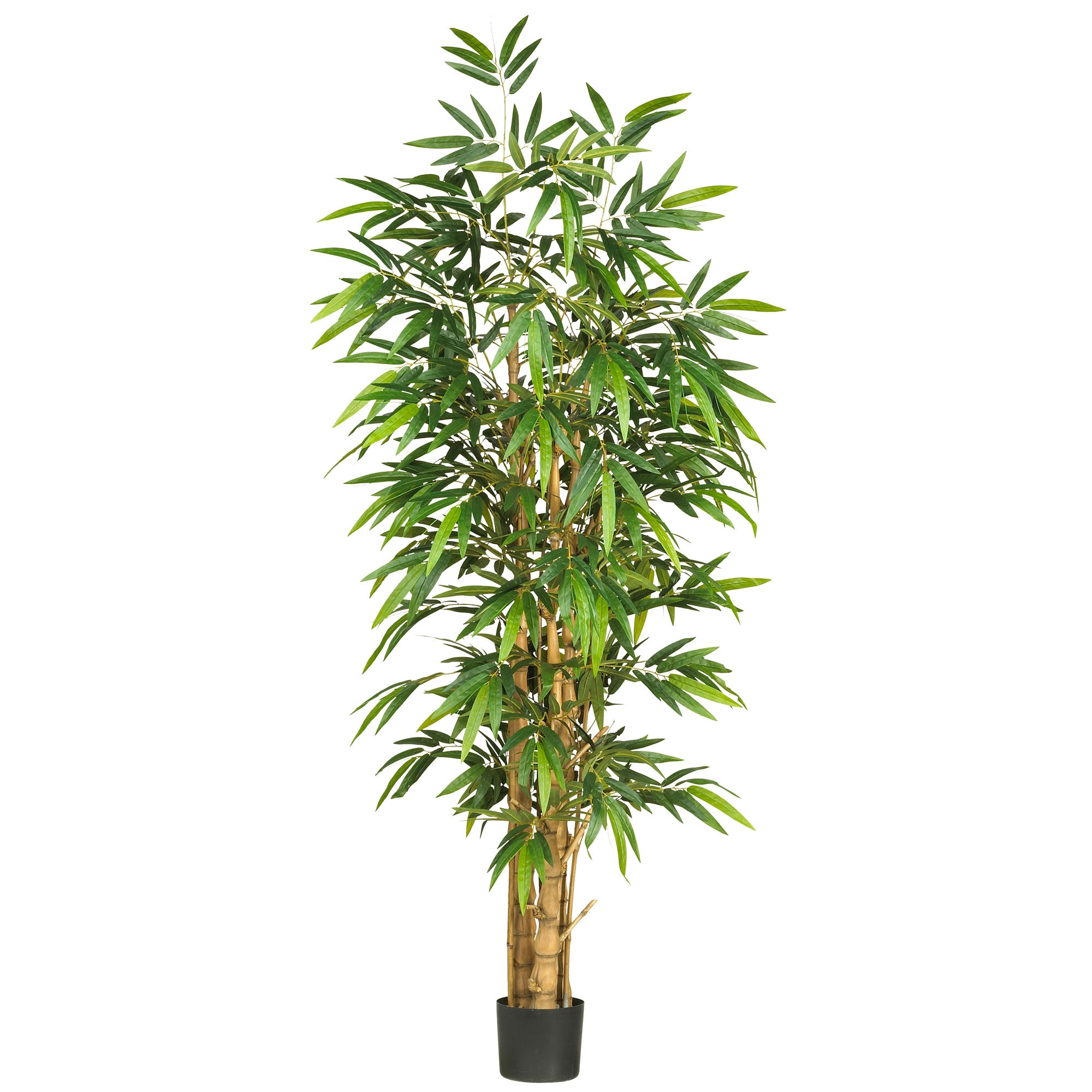 6' Belly Bamboo Tree w/1088 Lvs