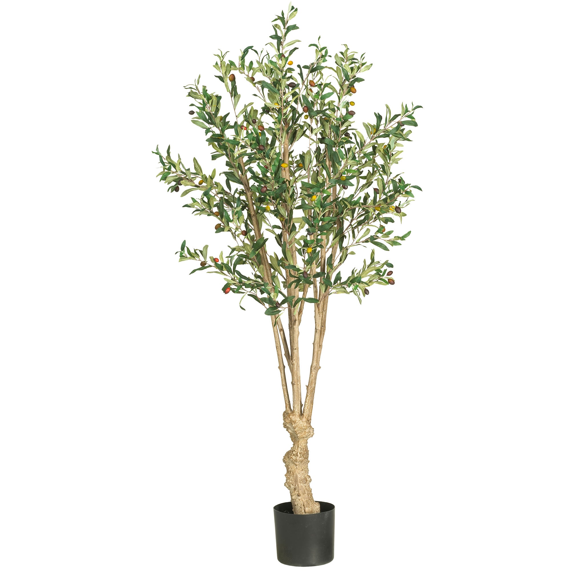 5' Olive Tree w/1380 Lvs