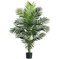 5' Paradise Palm Tree w/12 Lvs