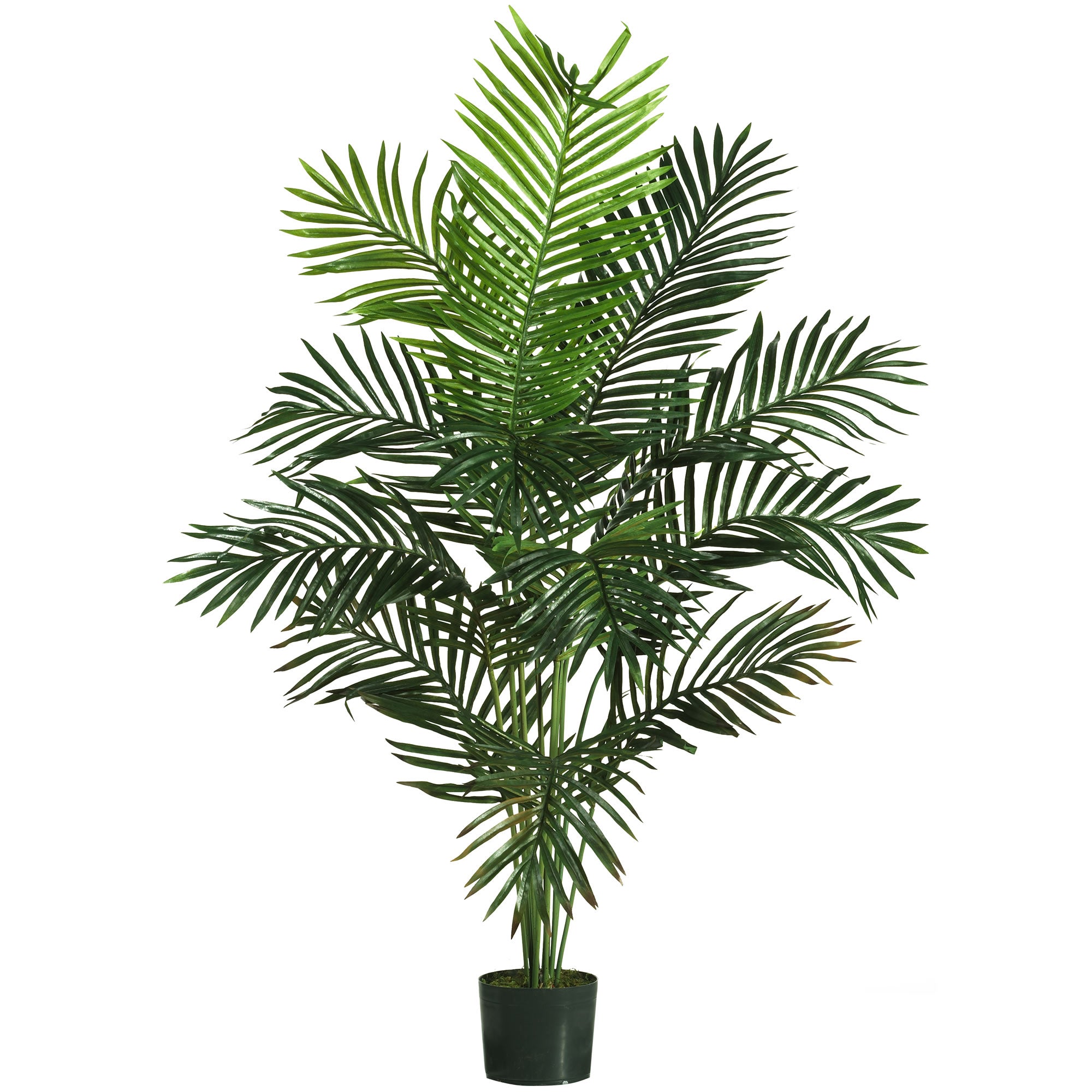 5' Paradise Palm Tree w/12 Lvs