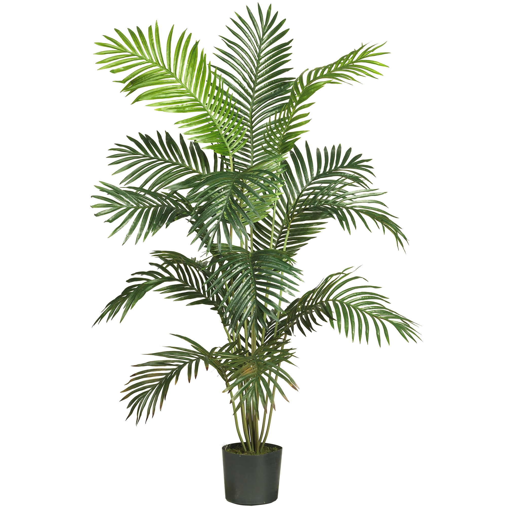 6' Paradise Palm Tree w/13 Lvs