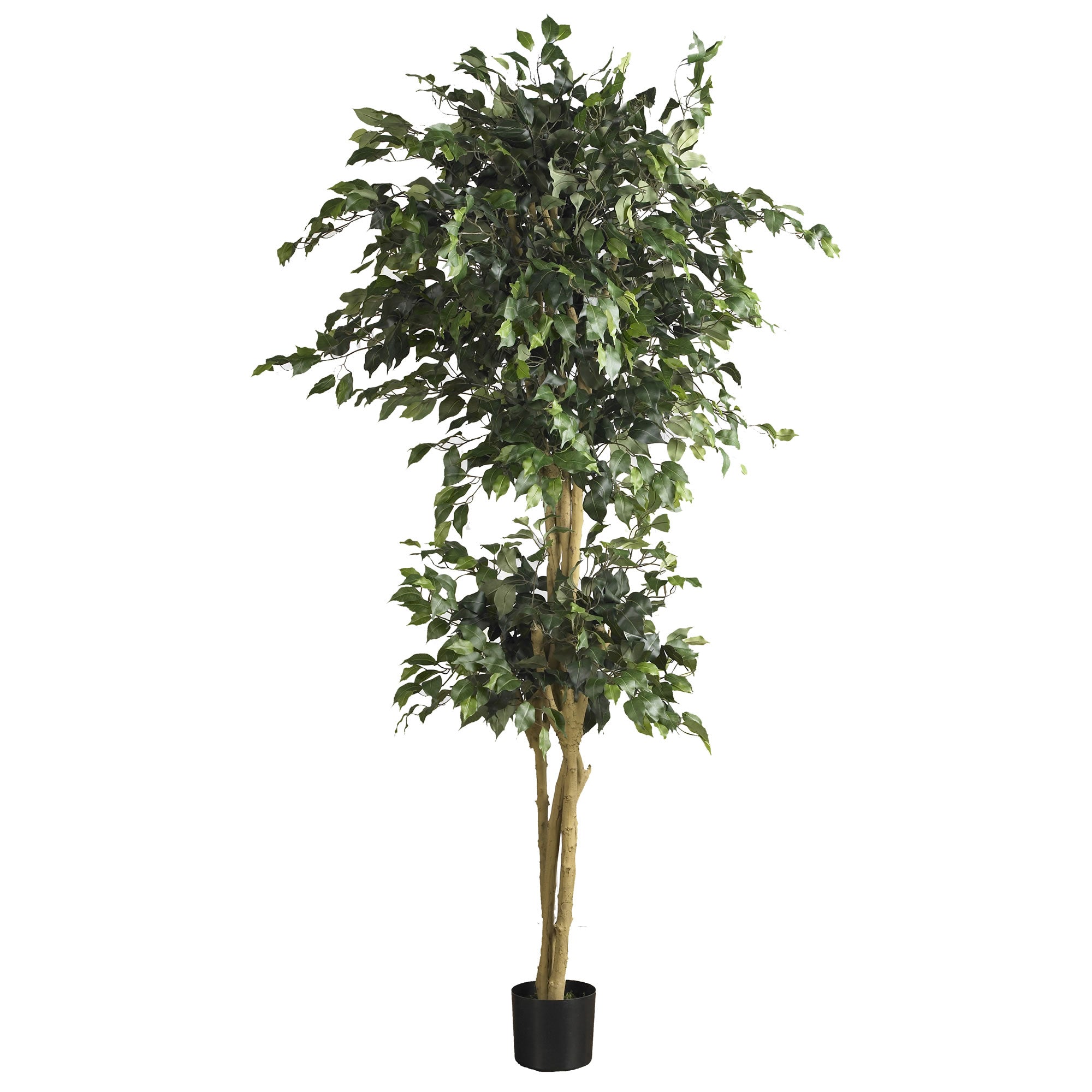 6' Double Ball Ficus Tree w/1596