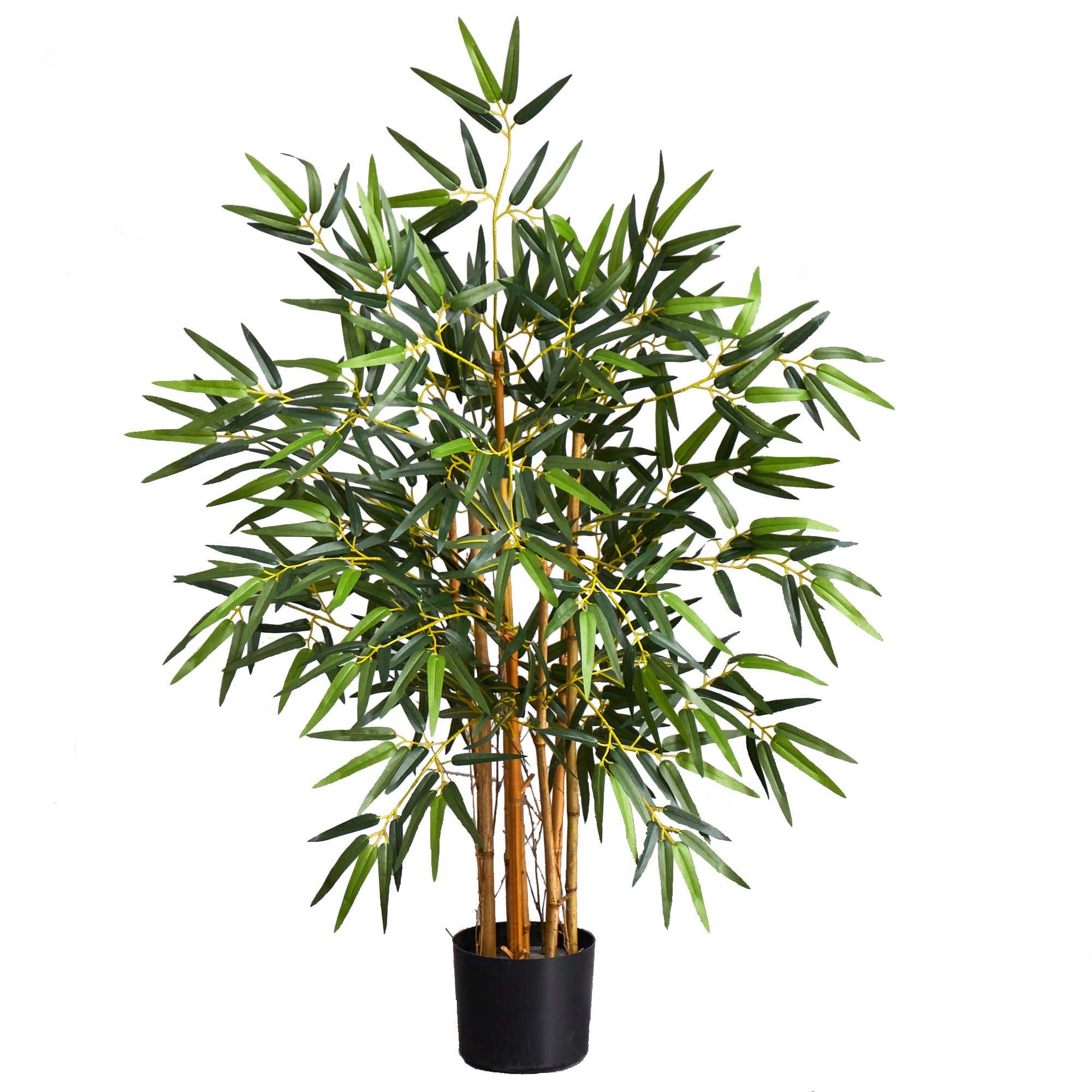 3' Multi Bambusa Bamboo Tree w/500 Lvs