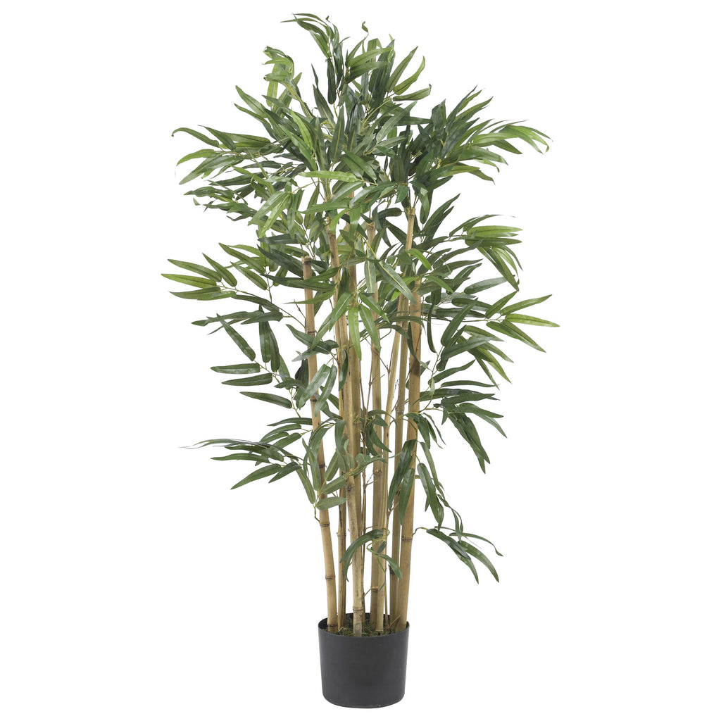 3' Multi Bambusa Bamboo Tree w/500 Lvs